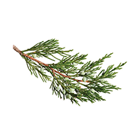 Blue Cypress