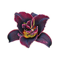 Voodoo Dancer Lily