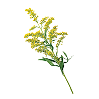 Goldenrod Flower