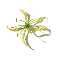 Honeysuckle