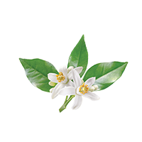 Neroli Flower