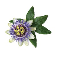 Passionflower