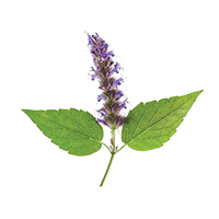 Patchouli