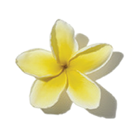 Plumeria