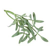 Sea Fennel
