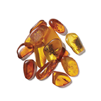 Amber Accord