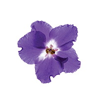 Violet