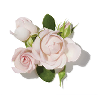 Damascus Rose